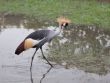 Crown crane