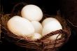 Some ostrich eggs in basket
