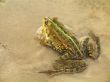 Frog ashore