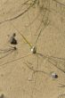 Clumps of dune grass in sand