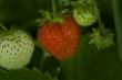 the fresh ripe  and unripe green berrie