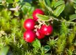 branch of ripe cowberry