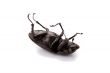 dead bug