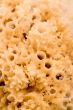natural bath sponge