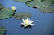 White water lily