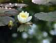 White water lily