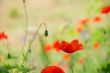 Red poppy