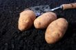 Potatoes