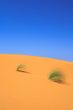 lonely tufts of grass on sand dune