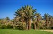 palm grove