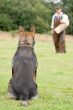 figurant and German shepherd at work