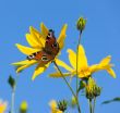 The butterfly on yellow flowers