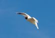 Seagull in flight