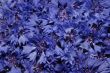 Blue cornflowers