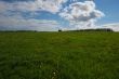 Dandelion field