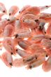 shrimp isolated on white background