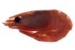 shrimp isolated on white closeup