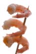 shrimp isolated on white macro