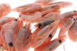 shrimp isolated on white