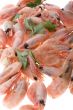 shrimp on white