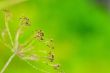  fennel seeds shallow focus in a garden