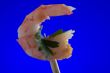 shrimp on blue close up