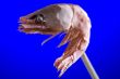 shrimp on blue closeup