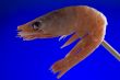 shrimp on blue macro