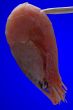 shrimp on blue