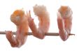 shrimp on white macro