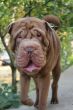 young shar-pei