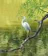 Great Egret Perched on a Limb