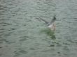 Seagull catch Fish