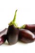 Aubergine isolated