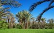 palm grove