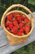basket of the strawberries