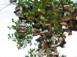 Shoe Tree1