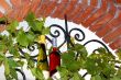 Wine bottles between vine leaves on brick window