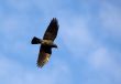 jackdaw in flight