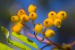 Branch of a ripening rowan-tree