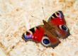 Butterfly on abstract background close-up