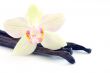 Orchid with vanilla beans on white background