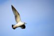 Seagull in sky