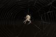 Spider on a web