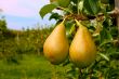 Two ripe pears