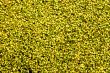 Duckweed
