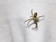 Spider sits on the fabric