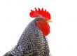 Rooster isolated