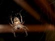 Big spider 