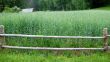 Plot rye in outskirts